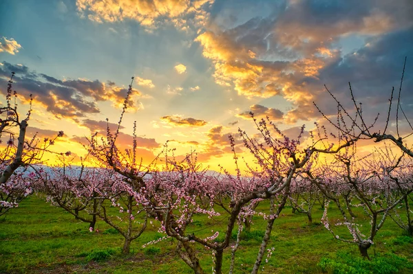 Aerial View Orchard Bloomed Peach Trees Sunset Spring Plain Veria — Stock Photo, Image