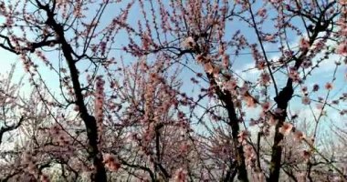 Yunanistan 'ın kuzeyindeki Veria ovasında baharda çiçek açmış şeftali ağaçları bahçesi