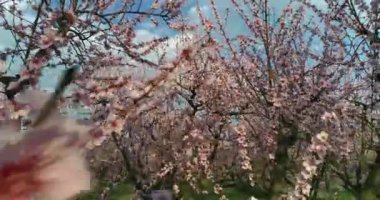 Yunanistan 'ın kuzeyindeki Veria ovasında baharda çiçek açmış şeftali ağaçları bahçesi