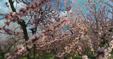 Yunanistan 'ın kuzeyindeki Veria ovasında baharda çiçek açmış şeftali ağaçları bahçesi