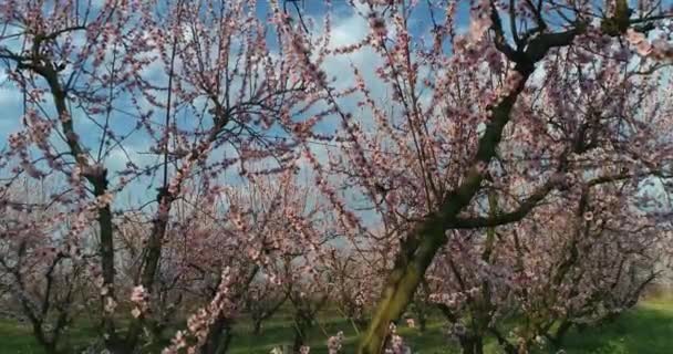 Kebun Buah Persik Mekar Pohon Musim Semi Dataran Veria Yunani — Stok Video