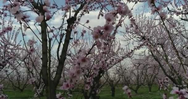 Orchard Bloomed Peach Trees Spring Plain Veria Northern Greece — Stock Video