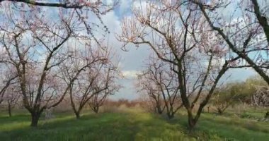 Yunanistan 'ın kuzeyindeki Veria ovasında baharda çiçek açmış şeftali ağaçları bahçesi
