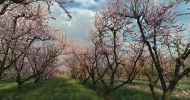 Yunanistan 'ın kuzeyindeki Veria ovasında baharda çiçek açmış şeftali ağaçları bahçesi