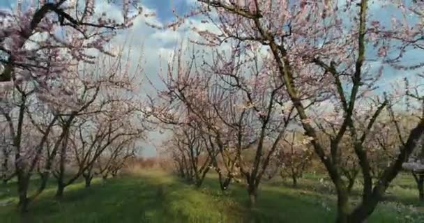 希腊北部维里亚平原上的一片片开花结果的桃树 — 图库视频影像