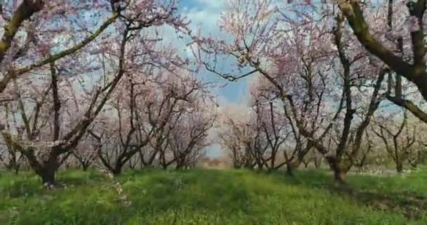 Huerto Duraznos Florecidos Primavera Llanura Veria Norte Grecia — Vídeo de stock