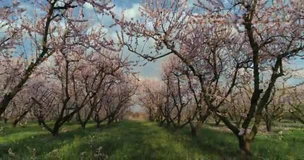 希腊北部维里亚平原上的一片片开花结果的桃树 — 图库视频影像