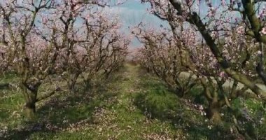 Yunanistan 'ın kuzeyindeki Veria ovasında baharda çiçek açmış şeftali ağaçları bahçesi