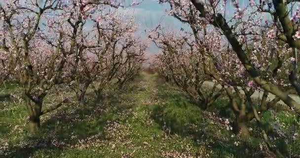 Pomar Árvores Florescidas Pêssego Mola Planície Veria Greece Norte — Vídeo de Stock