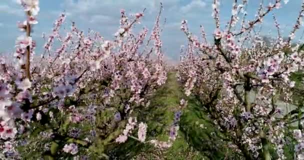 ギリシャ北部ヴェリア平原の春に咲く桃の木の果樹園 — ストック動画