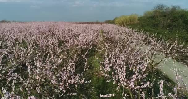 Sad Kwitnących Brzoskwiń Wiosną Równinie Veria Północnej Grecji — Wideo stockowe