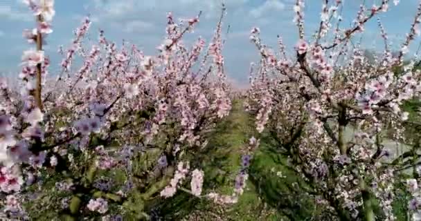 Pomar Árvores Florescidas Pêssego Mola Planície Veria Greece Norte — Vídeo de Stock