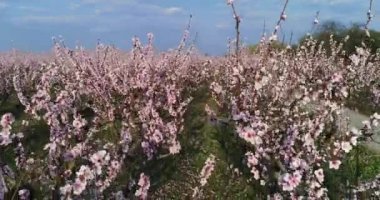 Yunanistan 'ın kuzeyindeki Veria ovasında baharda çiçek açmış şeftali ağaçları bahçesi