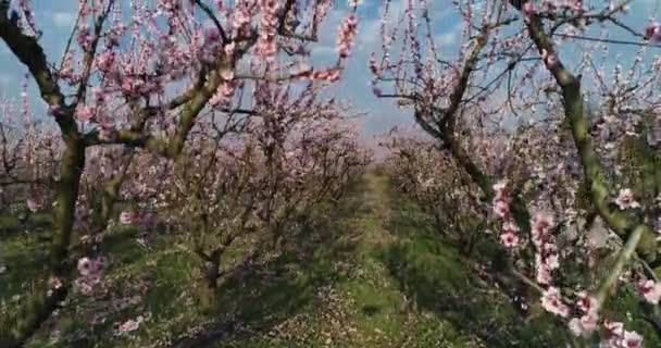 Pomar Árvores Florescidas Pêssego Mola Planície Veria Greece Norte — Vídeo de Stock