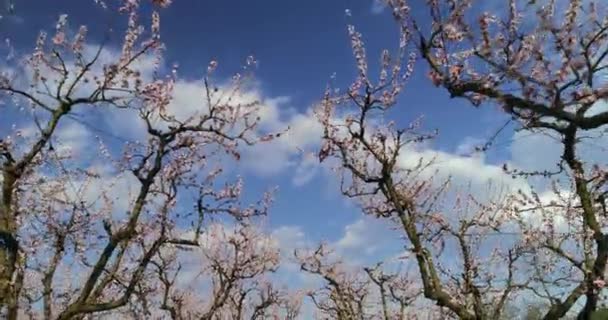 Yunanistan Kuzeyindeki Veria Ovasında Baharda Çiçek Açmış Şeftali Ağaçları Bahçesi — Stok video
