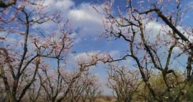 Yunanistan 'ın kuzeyindeki Veria ovasında baharda çiçek açmış şeftali ağaçları bahçesi
