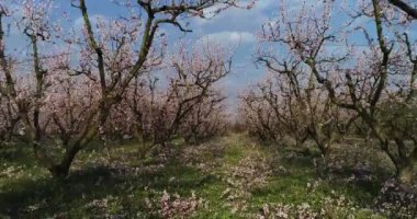 Yunanistan 'ın kuzeyindeki Veria ovasında baharda çiçek açmış şeftali ağaçları bahçesi