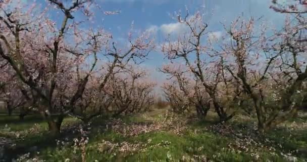 ギリシャ北部ヴェリア平原の春に咲く桃の木の果樹園 — ストック動画