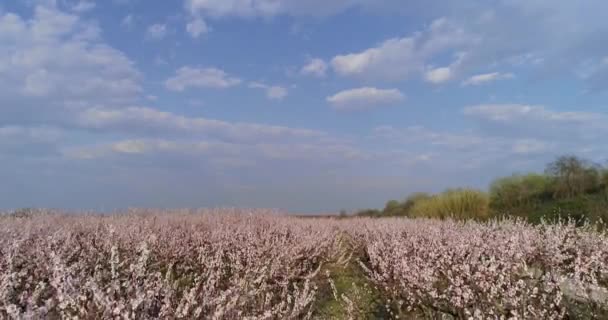 Сад Цветущих Персиковых Деревьев Весной Равнине Верия Северной Греции — стоковое видео