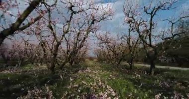 Yunanistan 'ın kuzeyindeki Veria ovasında baharda çiçek açmış şeftali ağaçları bahçesi