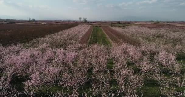 Fruktträdgård Blommade Persikoträd Våren Veria Slätten Norra Grekland — Stockvideo