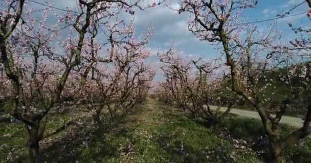 Orchard Bloomed Peach Trees Spring Plain Veria Northern Greece — Stock Video