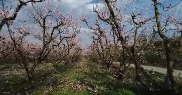 orchard of bloomed peach trees in spring in the plain of Veria in northern Greece