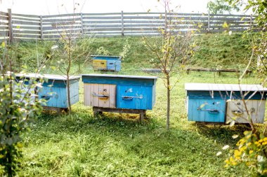 Apiary with wooden beehives clipart