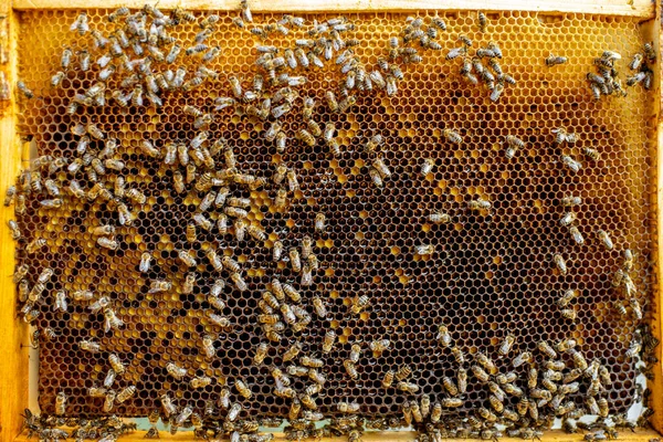 Honeycomb frame with lots of bees