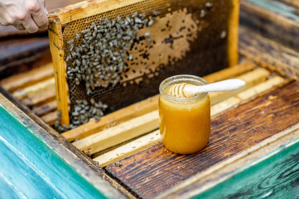벌통에 있는 신선 한 꿀 — 스톡 사진