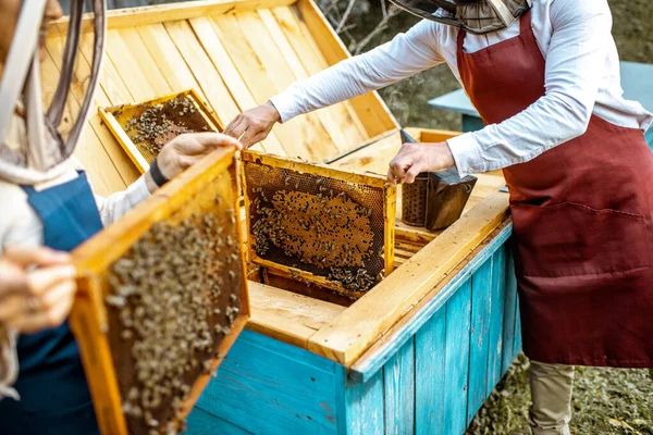 Včelaři pracující s včelími plásty — Stock fotografie