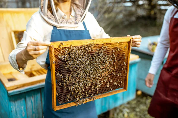 Pszczelarze pracujący z plastrami miodu — Zdjęcie stockowe
