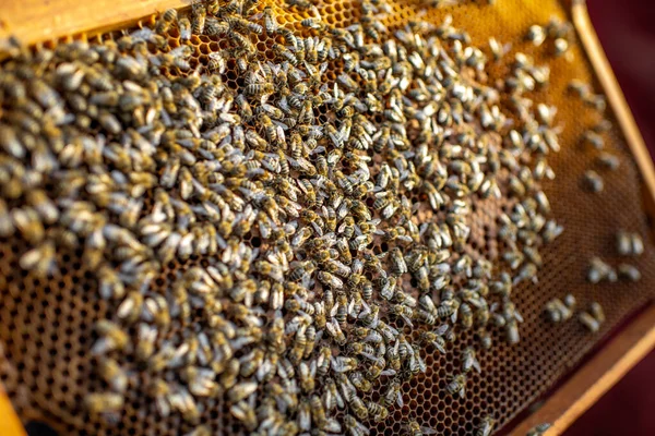 Honeycomb rám se spoustou včel — Stock fotografie
