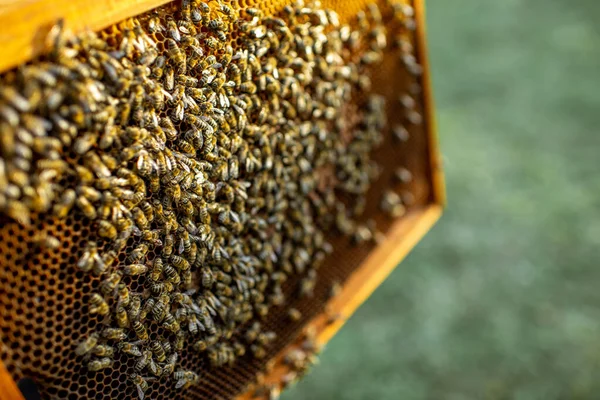 꿀벌 이 많은 벌집 모양의 틀 — 스톡 사진