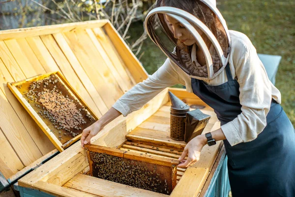 Pszczelarze pracujący z plastrami miodu — Zdjęcie stockowe