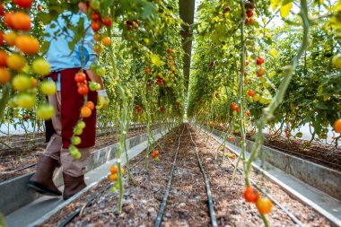 Serada büyüyen domatesler.