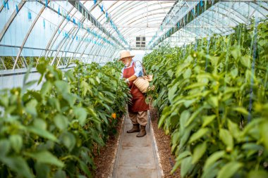 Senoir adam çiftlikte biber topluyor.