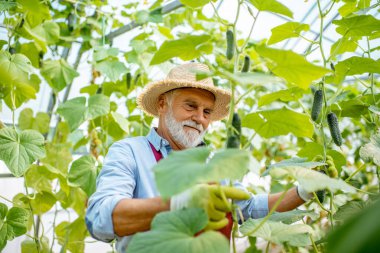 Serada salatalık yetiştiren kıdemli adam.