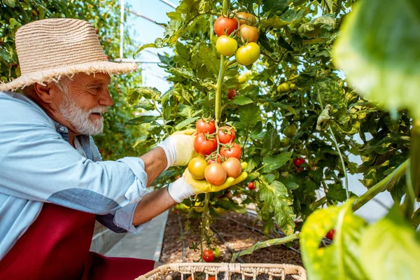 Старший собирает помидоры в теплице. — стоковое фото