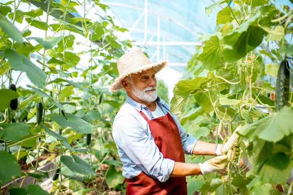 Hombre mayor cultivando pepinos en el invernadero — Foto de Stock
