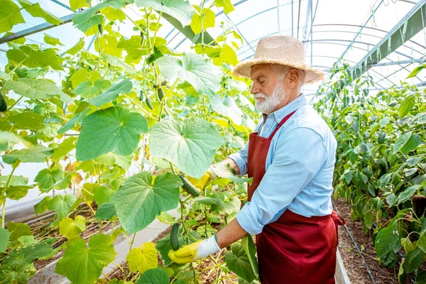 Старший мужчина выращивает огурцы в теплице — стоковое фото