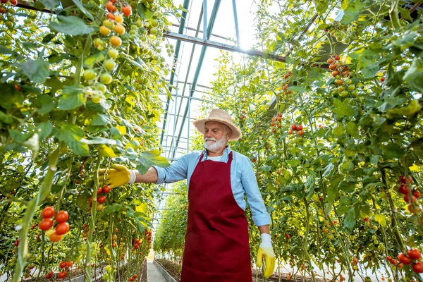 Старший мужчина выращивает помидоры в теплице — стоковое фото