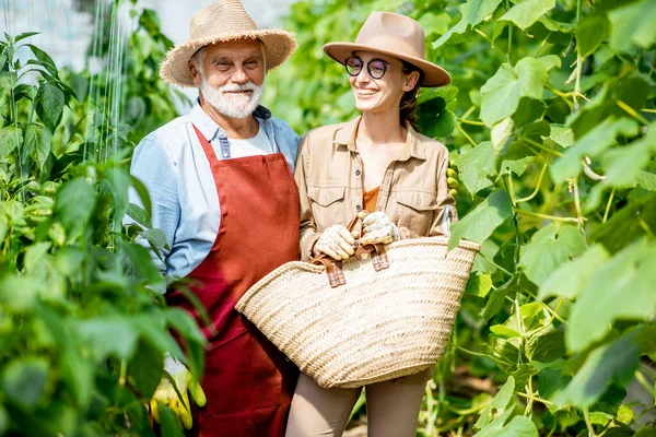 Senior farfar med ung kvinna på en gurkplantering — Stockfoto