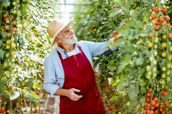 Starszy pan hoduje pomidory w szklarni. — Zdjęcie stockowe