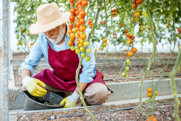 Serada domates yetiştiren kıdemli adam. — Stok fotoğraf