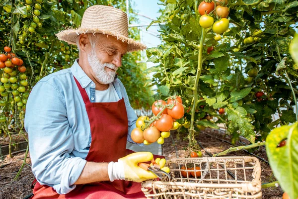 Hombre mayor recogiendo tomate harvestin el invernadero —  Fotos de Stock