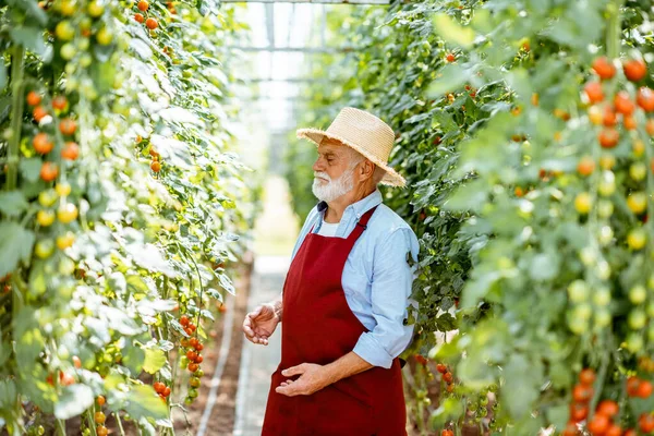 Старший мужчина выращивает помидоры в теплице — стоковое фото