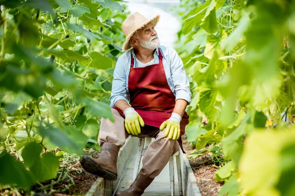 Hombre mayor en el invernadero con plantación de pepino —  Fotos de Stock