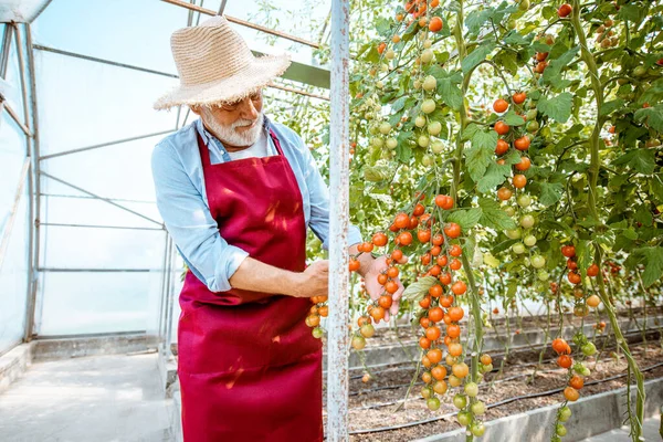 Serada domates yetiştiren kıdemli adam. — Stok fotoğraf