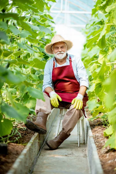 Senior man in het hothouse met komkommerplantage — Stockfoto